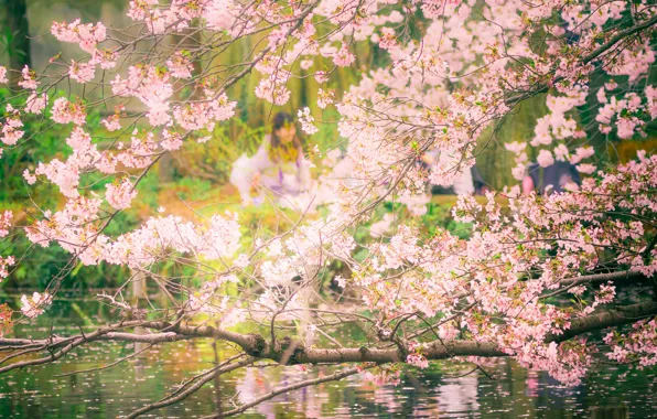 Pool, flowers, tree, people, cherry blossoms, reflection, branches, mirror