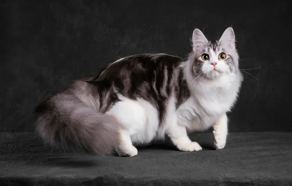 Кошка, кот, взгляд, морда, поза, темный фон, лапы, стоит
