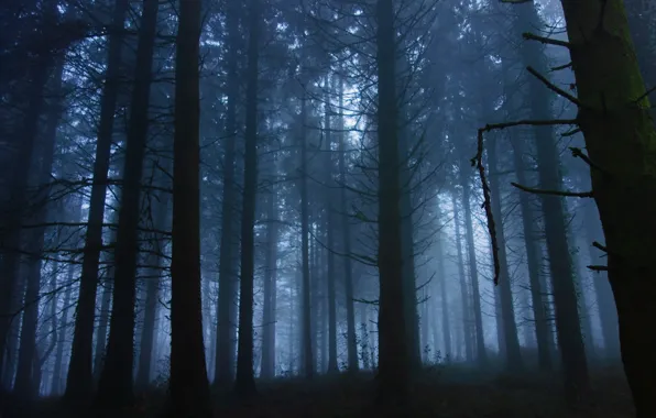 Картинка лес, деревья, природа, туман, Англия, утро, сумерки, England