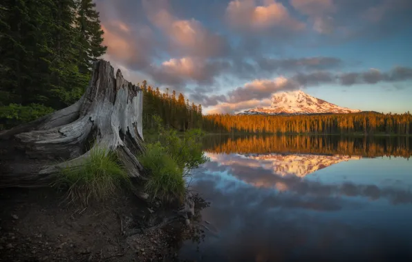 Осень, лес, озеро, отражение, гора, пень, Washington State, Mount Adams