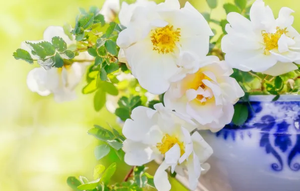 Картинка свет, цветы, шиповник, ваза, белые