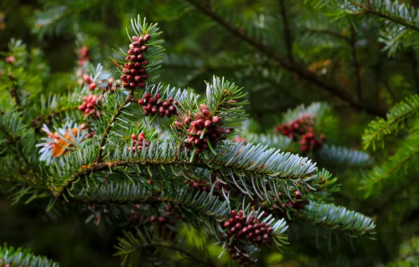 Tree, spruce, twig, coniferous