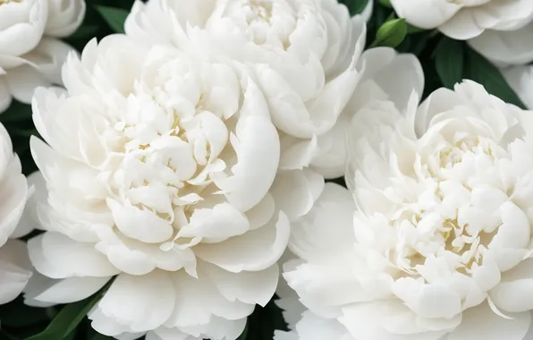Цветок, цветы, фон, обои, растение, красота, wallpaper, flower
