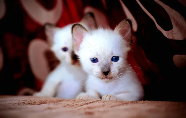 Глаза, кошки, котята, белые, синие