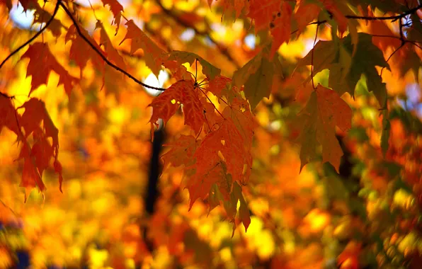 Осень, лес, листья, клен