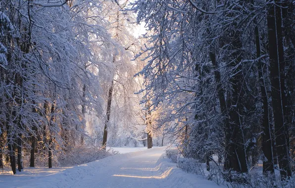 Картинка зима, солнце, снег, павловск