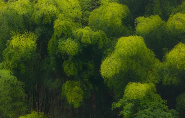 Зелень, лес, деревья, Japan