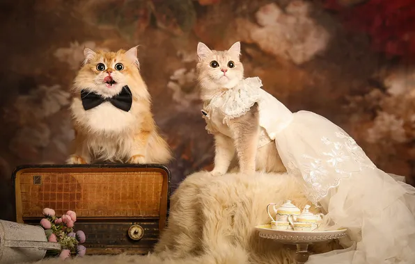 Язык, кошка, кот, взгляд, кошки, цветы, поза, ретро