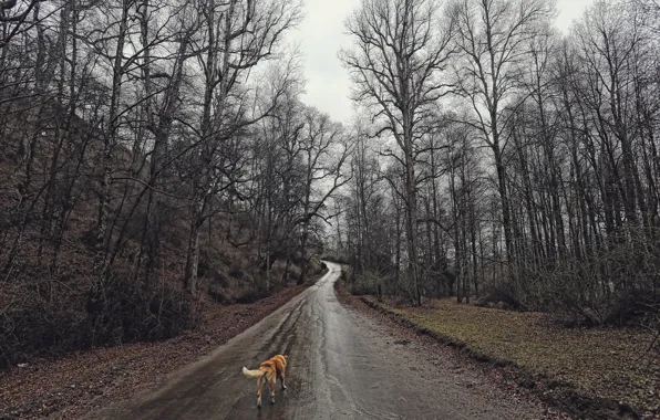 Картинка дорога, лес, собака