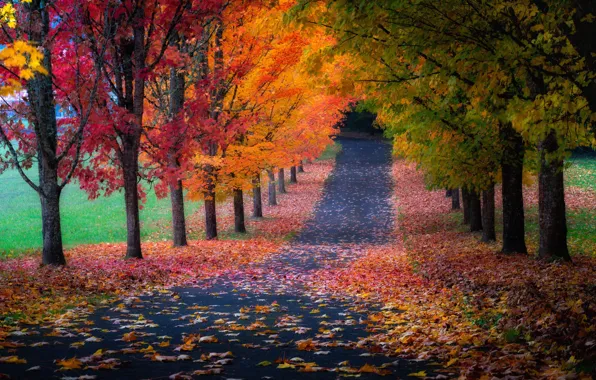 Картинка дорога, осень, листья, деревья, листва
