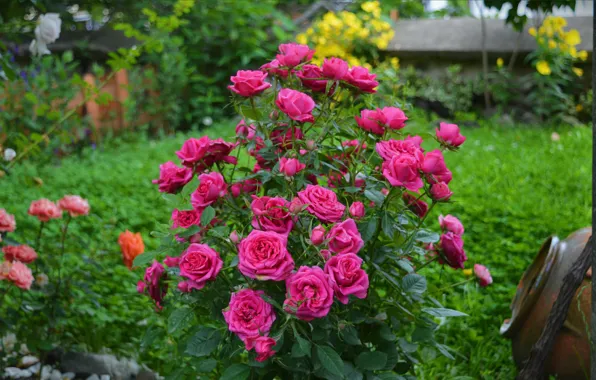 Цветы, Куст, Розы, Pink roses