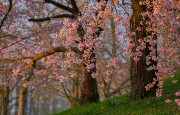Деревья, ветки, весна, сакура, цветение