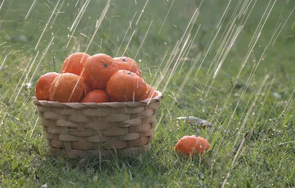 Картинка трава, капли, дождь, корзина, апельсины