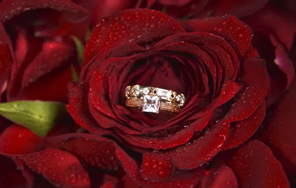 Цветы, розы, кольцо, обручальное, Morganval