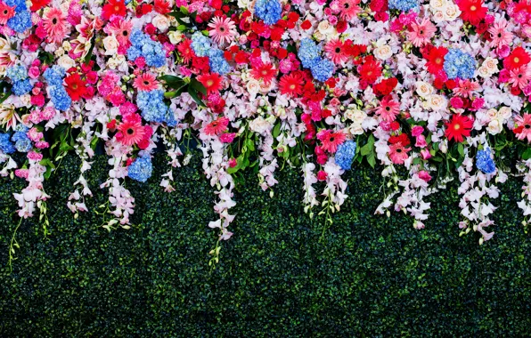 Цветы, colorful, white, хризантемы, blue, pink, flowers