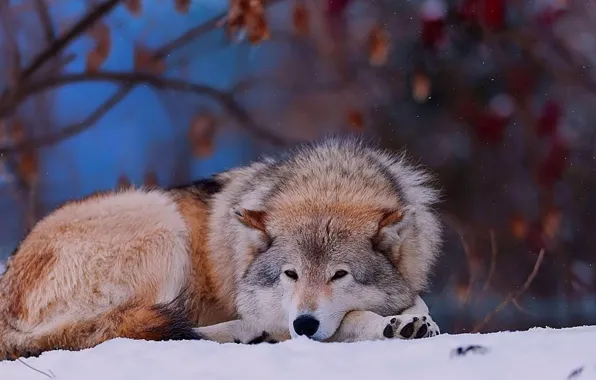 Картинка animals, dogs, wolfs, wild, Wolf In The Snow, tamaskan wolf dog