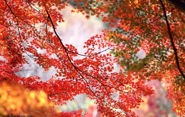 Картинка осень, листья, ветки, природа, времена года, листва, желтые, красные