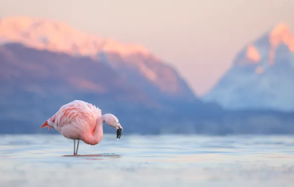 Горы, озеро, птица, фламинго, Чили