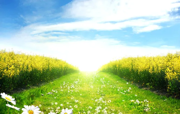 Картинка поле, небо, солнце, облака, пейзаж, голубое, ромашки, весна