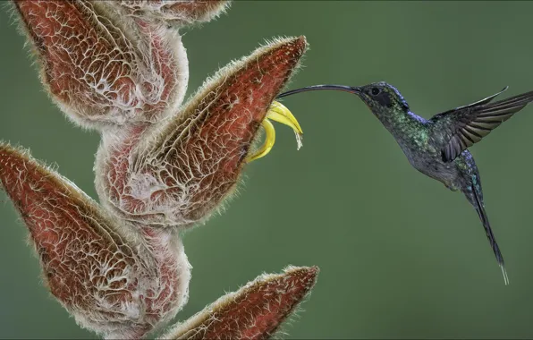 Цветок, природа, птица, колибри, flower, nature, bird, hummingbird