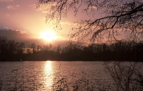 Картинка трава, солнце, свет, деревья, закат, ветки, рассвет, берег
