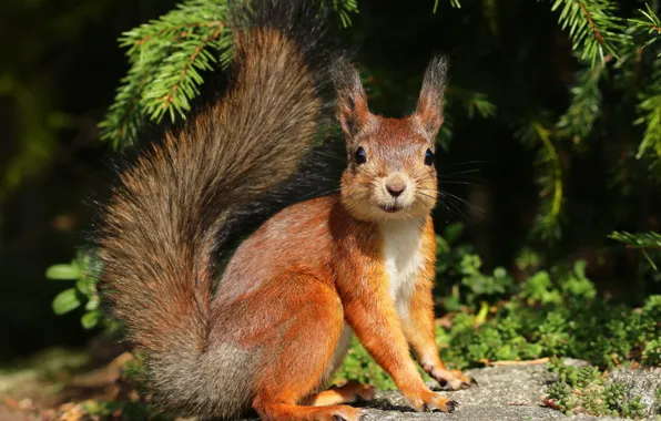 Ель, белка, грызун, Squirrels
