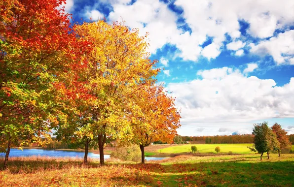 Осень, небо, облака, деревья, голубое, яркие, Autumn