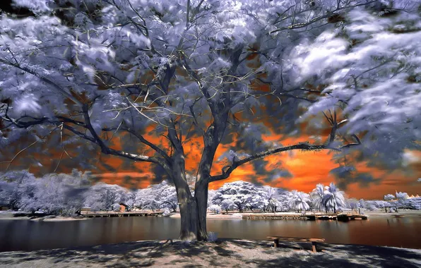 Картинка осень, природа, река, дерево