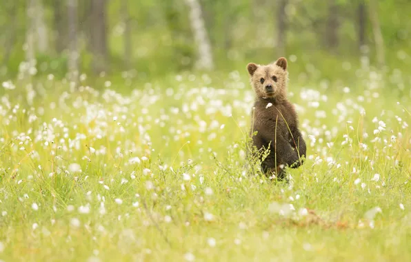 Картинка трава, природа, медвежонок, наблюдение