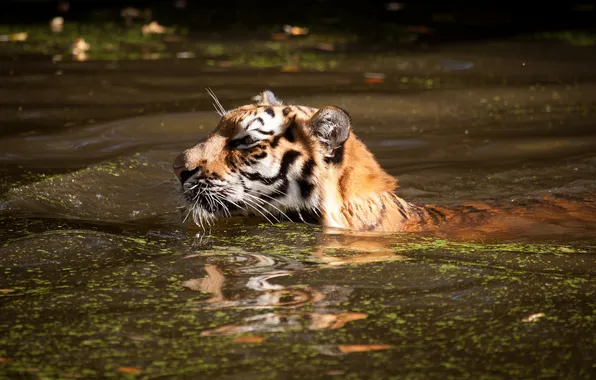 Кошка, тигр, купание, водоём, плывёт