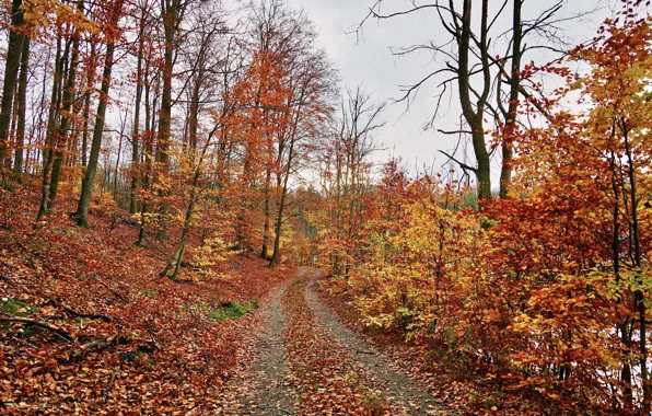 Дорога, Тропинка, Осень