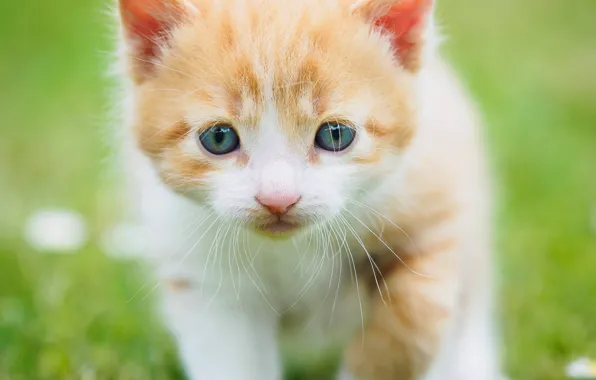 Картинка зелень, кошка, лето, трава, взгляд, фон, поляна, глазки