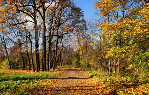 Дорога, осень, лес, листья, деревья, желтый, листва, дорожка