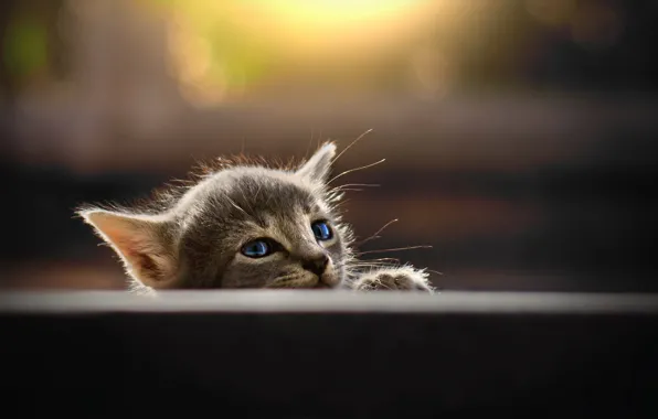 Картинка мордочка, серый котенок, размытость боке