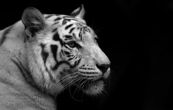 Картинка белый, тигр, черный фон, чёрно-белые обои