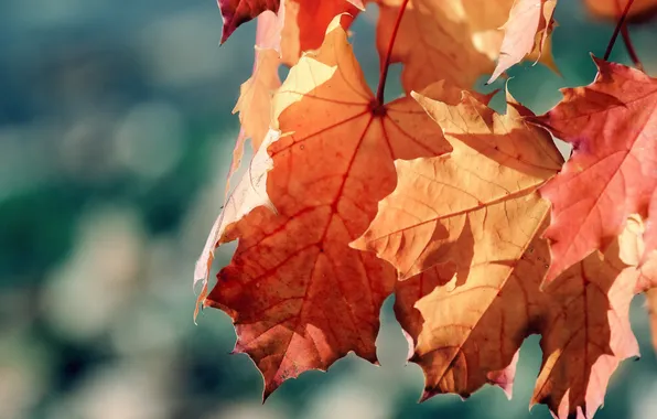 Осень, листья, солнце, макро, лучи, природа, фото, обои