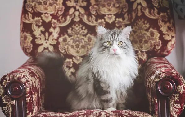 Кошка, кот, взгляд, поза, котенок, серый, красное, узор