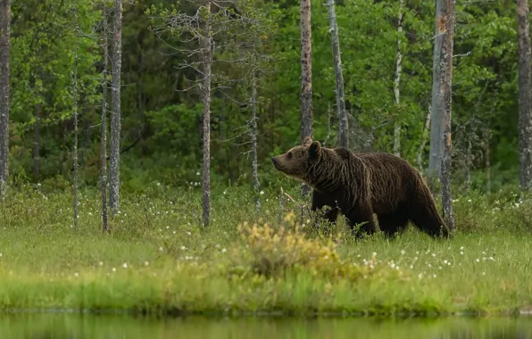 Картинка зелень, лес, лето, деревья, природа, берег, медведь, прогулка