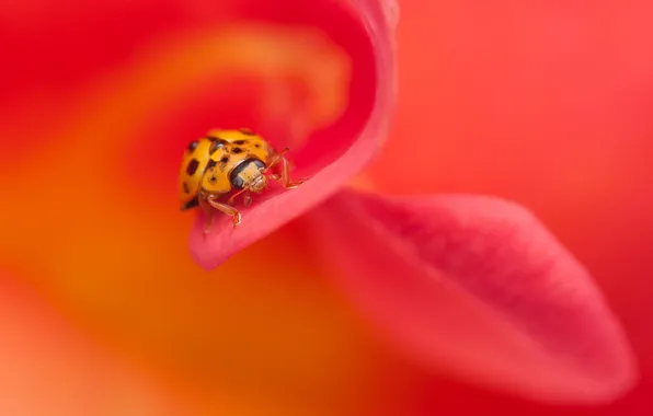 Картинка цветок, макро, букашка, насекомое