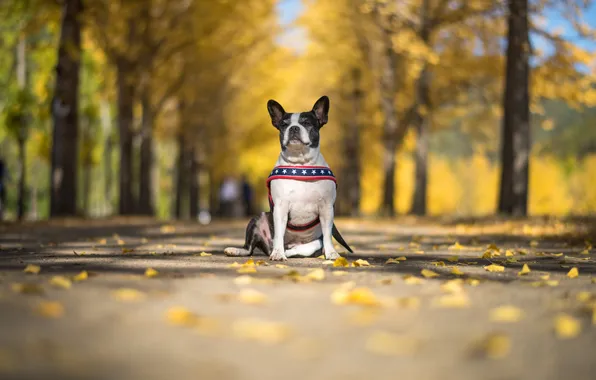 Осень, взгляд, друг, собака