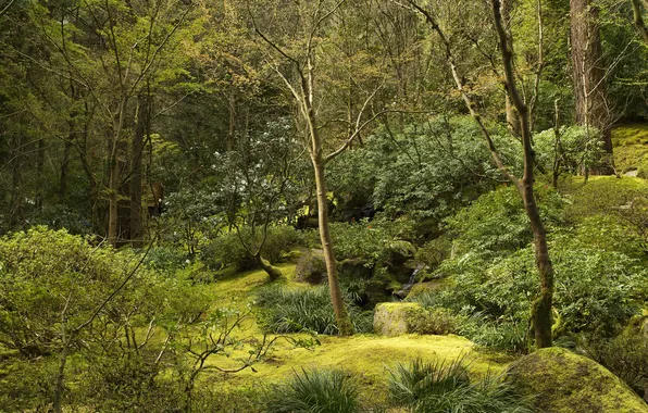 Картинка зелень, деревья, ручей, камни, сад, США, кусты, Oregon