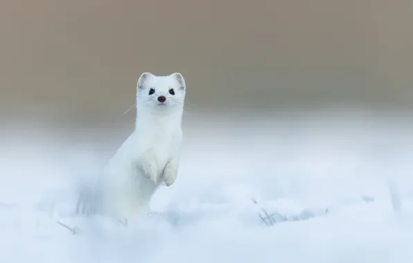 Зима, снег, горностай