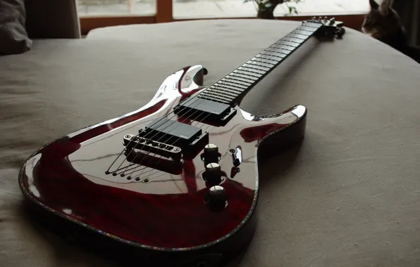 Кот, комната, гитара, guitar, cat, room, hellraiser, schecter