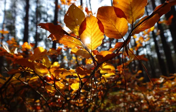 Листья, солнце, ветки, осень, лес