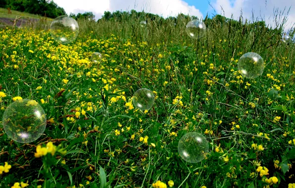 Картинка поле, лето, трава, Пузыри, summer, bubbles, grass, цветочки