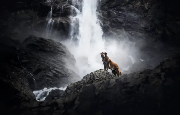 Вода, горы, природа, камни, скалы, высота, водопад, собака