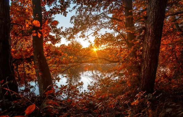 Осень, лес, солнце, озеро, листва, colors, forest, Autumn