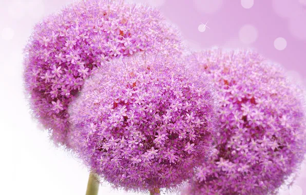 Цветы, сиреневые цветочки, flowers lilac flowers