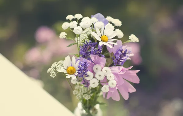 Картинка букет, ромашка, полевые цветы
