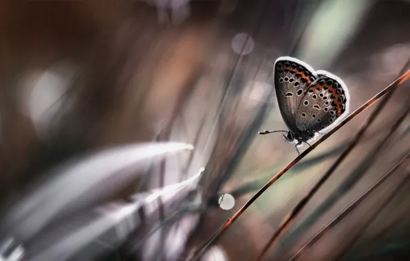 Grass, nature, brown, autumn, blur, buterfly